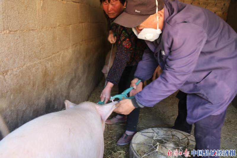 图为防疫员王庆安正在给小猪安装耳标