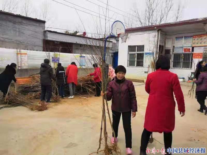 鲁山磙子营乡:栽下脱贫"摇钱树"