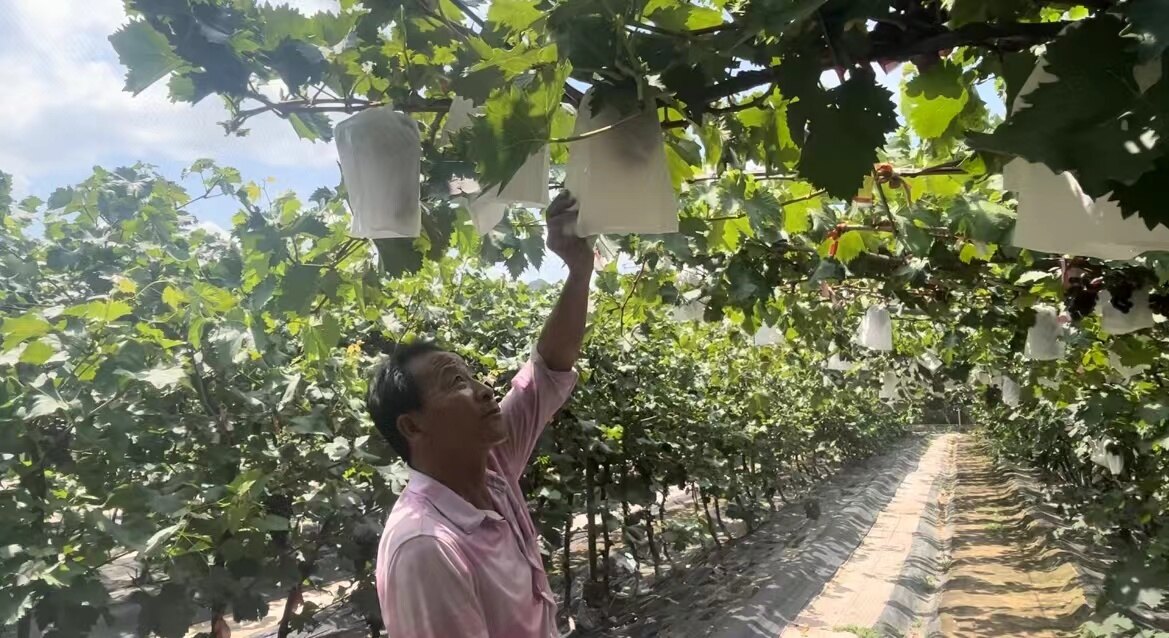 葡萄丰收。 葡萄丰收。