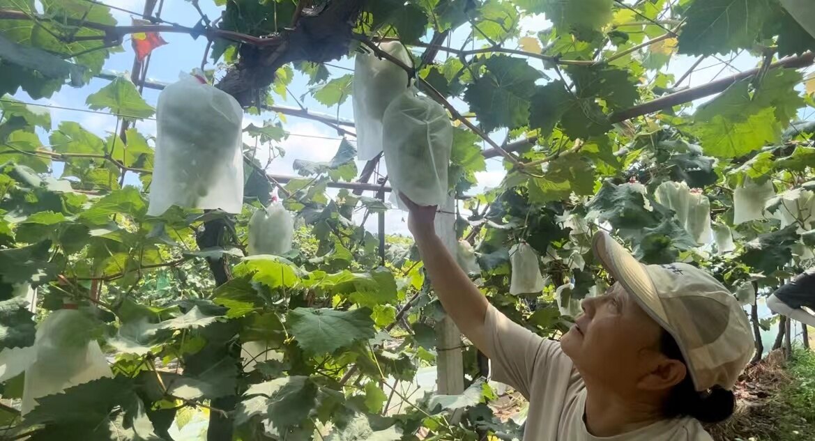 葡萄丰收。 葡萄丰收。