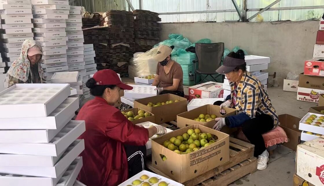 卸梨现场。 卸梨现场。