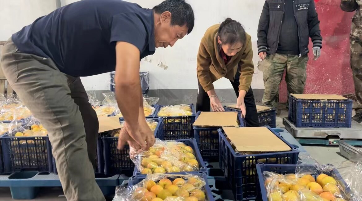 南果梨出口。