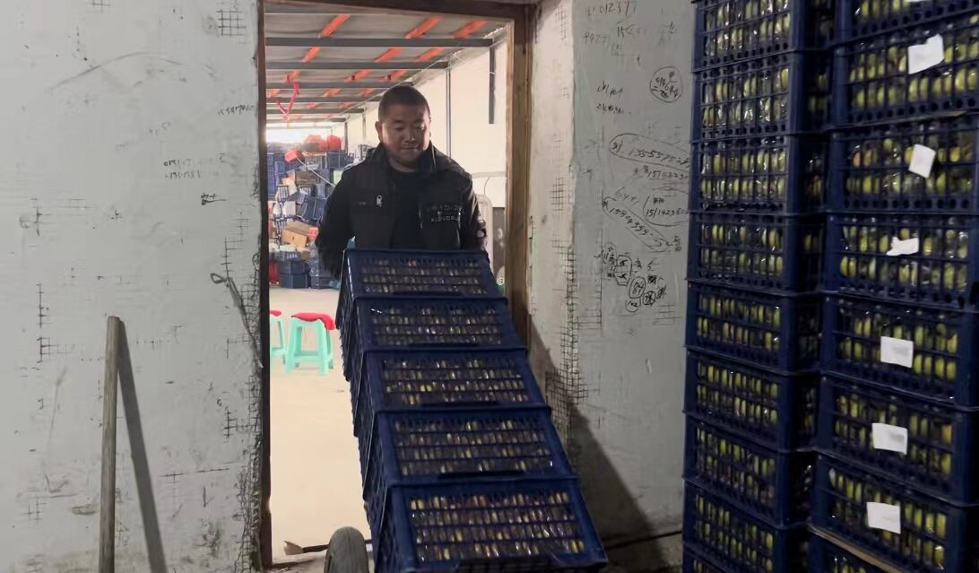 南果梨出口。