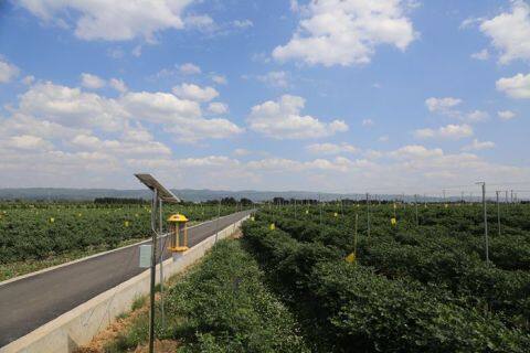 佳沃蓝莓荣获云南省十大名果称号