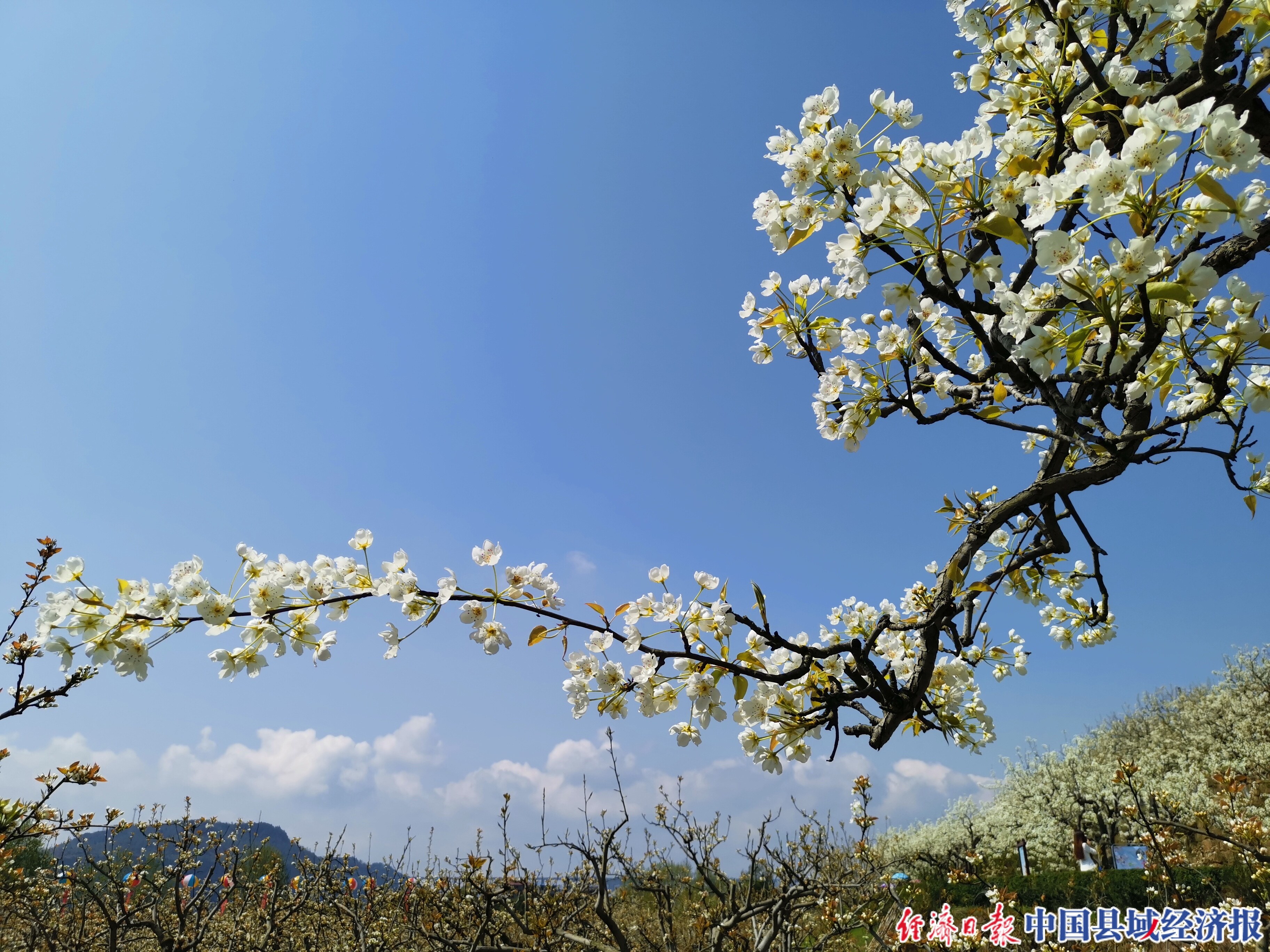 美了,美了 醉了,醉了! 苍溪"最美梨花季"等您来_县域经济网
