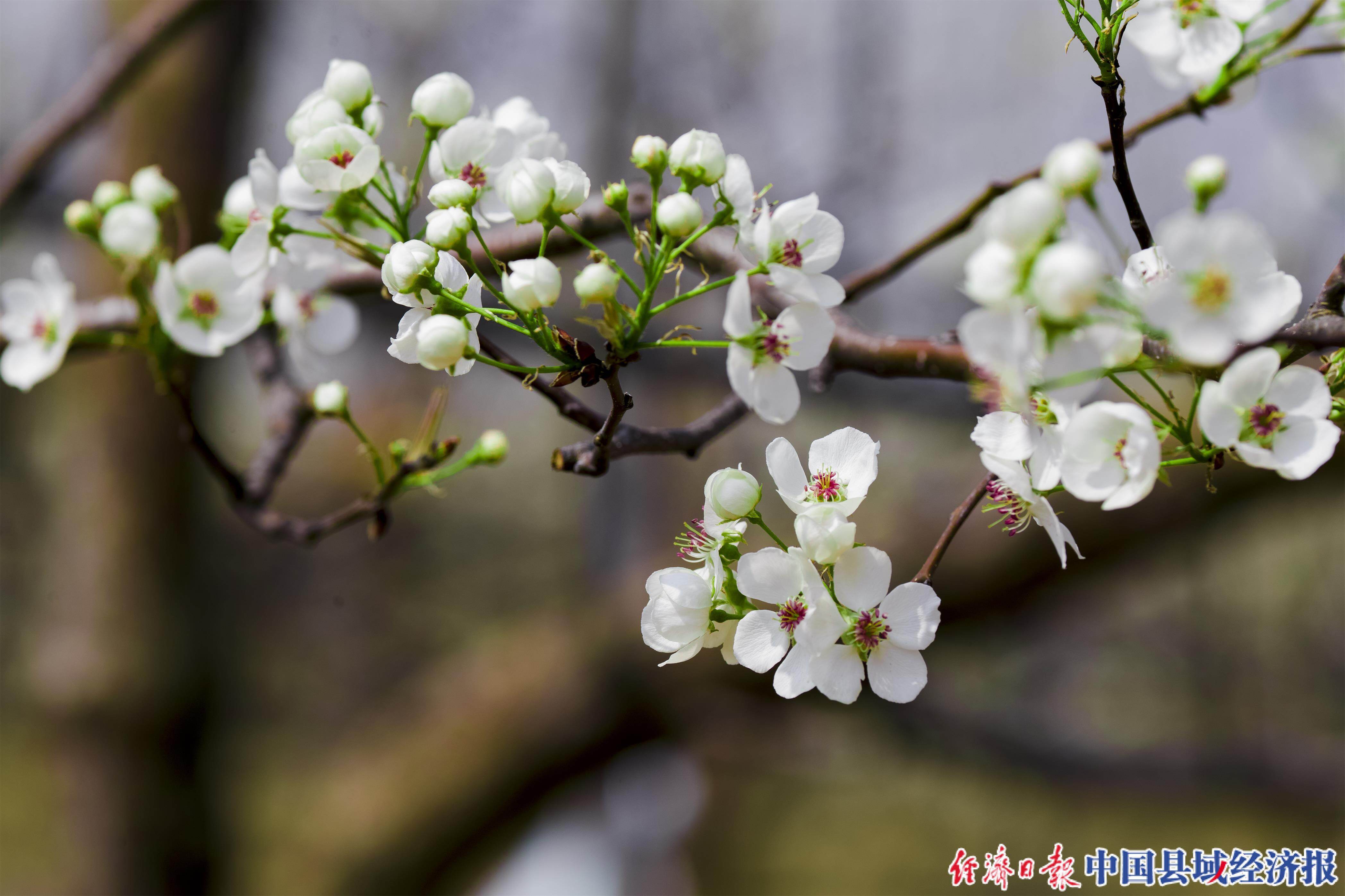 一县一业"玉露香"